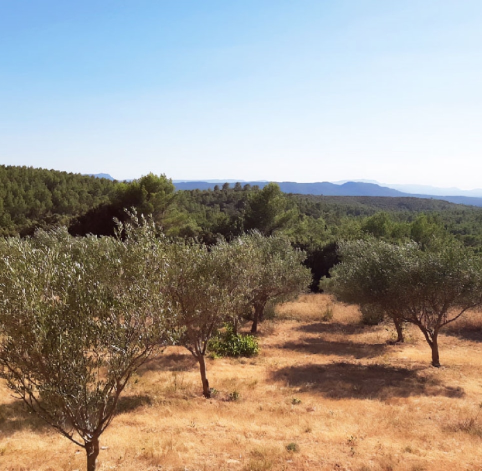 Huile d'olive vignoble Provence