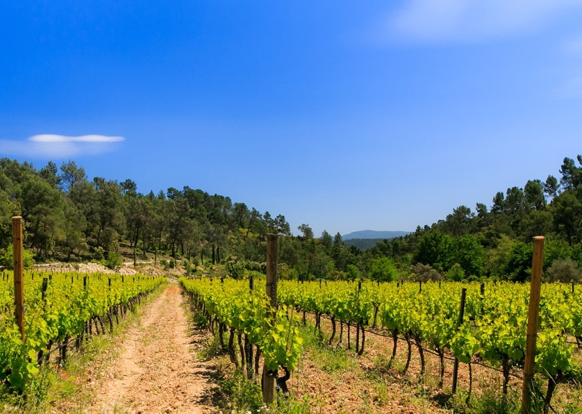 Cépages traditionnels provençaux